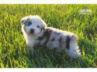 Australian Shepherd Puppy for sale in Knoxville, TN, USA