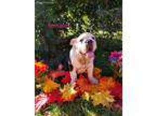 Bulldog Puppy for sale in Reading, MI, USA