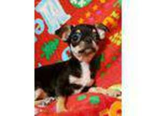 Chihuahua Puppy for sale in Saint Paul, MN, USA