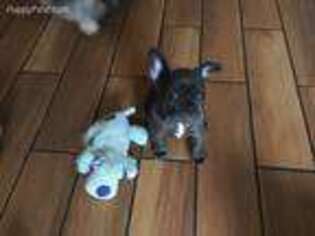French Bulldog Puppy for sale in Carrollton, OH, USA