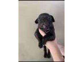 French Bulldog Puppy for sale in Deridder, LA, USA