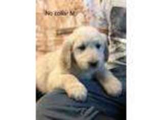 Goldendoodle Puppy for sale in Adairsville, GA, USA