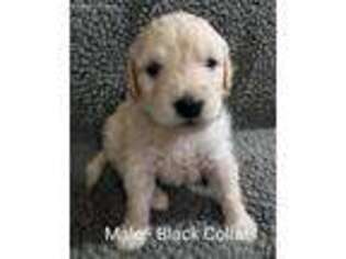 Goldendoodle Puppy for sale in Krum, TX, USA