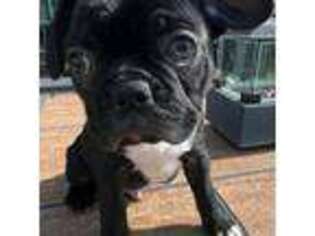 French Bulldog Puppy for sale in Turnersville, NJ, USA