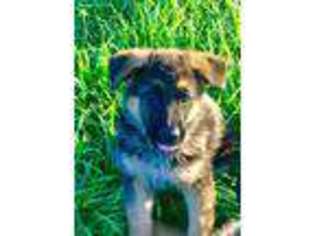 German Shepherd Dog Puppy for sale in Brashear, MO, USA