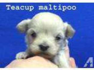 Mutt Puppy for sale in BARDSTOWN, KY, USA