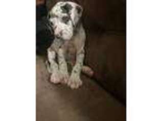Great Dane Puppy for sale in Buffalo, NY, USA
