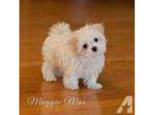 Maltese Puppy for sale in ROSCOE, IL, USA