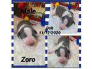 Italian Greyhound Puppy for sale in Altus, AR, USA