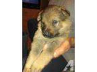 German Shepherd Dog Puppy for sale in MONGAUP VALLEY, NY, USA