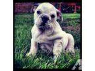 Bulldog Puppy for sale in SWEETWATER, TN, USA