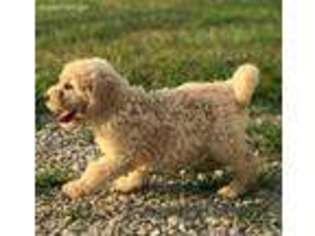 Goldendoodle Puppy for sale in Ridgeville, IN, USA