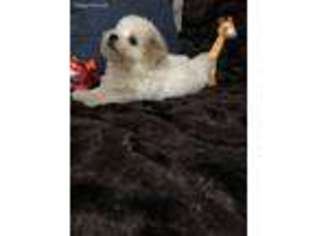 Coton de Tulear Puppy for sale in Lehigh, OK, USA