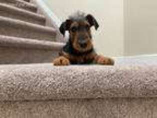 Airedale Terrier Puppy for sale in Staten Island, NY, USA