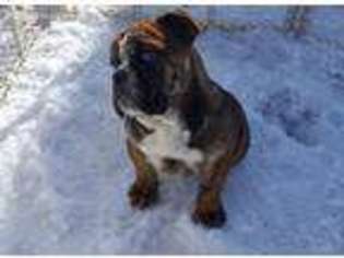Olde English Bulldogge Puppy for sale in Walden, NY, USA