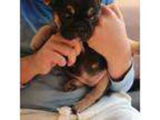French Bulldog Puppy for sale in Sloatsburg, NY, USA
