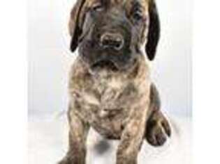 Mastiff Puppy for sale in Sugarcreek, OH, USA