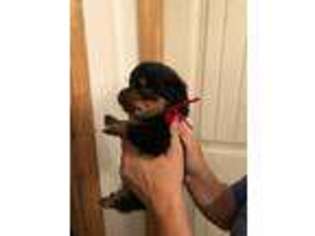 Rottweiler Puppy for sale in Travelers Rest, SC, USA