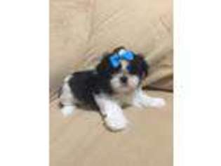 Mutt Puppy for sale in Lake Havasu City, AZ, USA