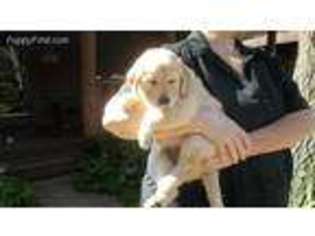 Mutt Puppy for sale in Necedah, WI, USA