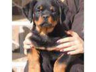 Rottweiler Puppy for sale in San Antonio, TX, USA