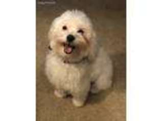 Maltese Puppy for sale in Hunker, PA, USA