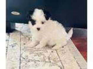 Mutt Puppy for sale in Garner, NC, USA