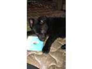 German Shepherd Dog Puppy for sale in Willoughby, OH, USA