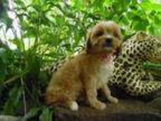 Cavapoo Puppy for sale in Bonnieville, KY, USA