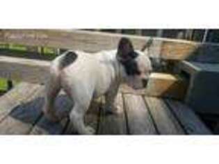 French Bulldog Puppy for sale in Vernon Hills, IL, USA