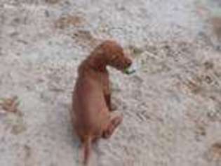 Vizsla Puppy for sale in Roanoke, VA, USA