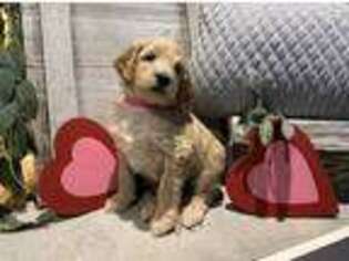 Goldendoodle Puppy for sale in Dalton, GA, USA