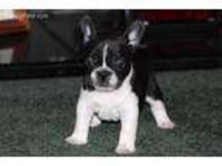 French Bulldog Puppy for sale in Hominy, OK, USA