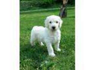 Goldendoodle Puppy for sale in Floyd, VA, USA
