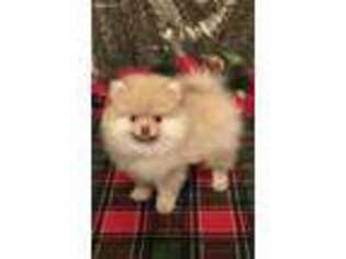 Pomeranian Puppy for sale in Wilburton, OK, USA