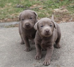 Labrador Retriever Puppy for sale in Kalamazoo, MI, USA