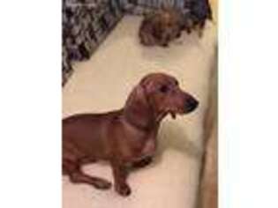 Dachshund Puppy for sale in Brooklyn, NY, USA