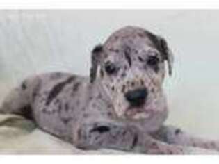 Great Dane Puppy for sale in Cottonwood, AZ, USA