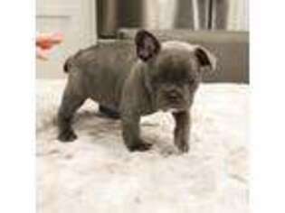 French Bulldog Puppy for sale in Anderson, IN, USA