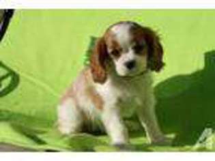 Cavalier King Charles Spaniel Puppy for sale in JACKSONVILLE, FL, USA