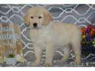 Golden Retriever Puppy for sale in Bloomfield, IA, USA