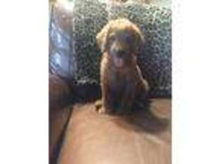 Labradoodle Puppy for sale in Elkton, KY, USA