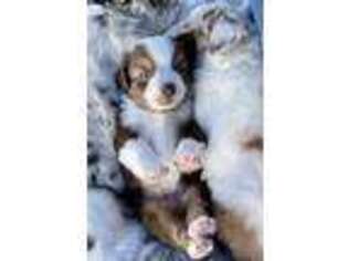 Miniature Australian Shepherd Puppy for sale in Forsyth, GA, USA