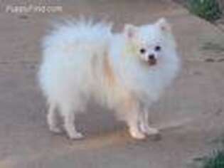 Pomeranian Puppy for sale in Millsap, TX, USA