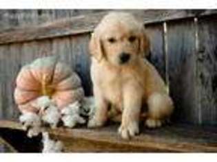 Golden Retriever Puppy for sale in Krum, TX, USA