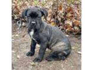 Cane Corso Puppy for sale in Gary, IN, USA