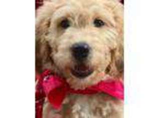 Goldendoodle Puppy for sale in Austin, TX, USA