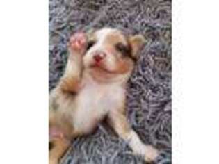 Miniature Australian Shepherd Puppy for sale in North Augusta, SC, USA