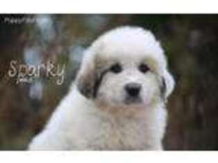 Great Pyrenees Puppy for sale in Lamoure, ND, USA
