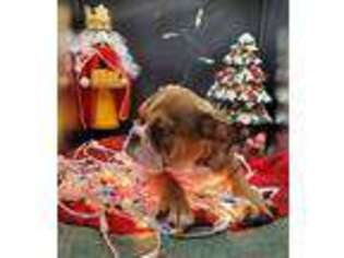 Bulldog Puppy for sale in El Dorado Springs, MO, USA